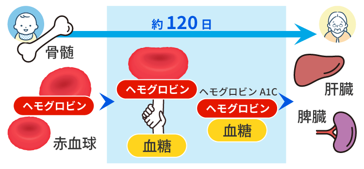 ヘモグロビンA1c（HbA1c）検査とは？
